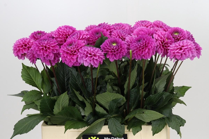 <h4>Dahlia Happy Hour</h4>
