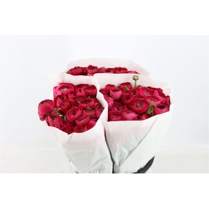 Ran Elegance Hot Pink