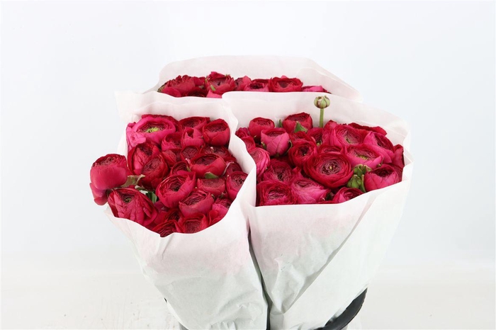 <h4>Ran Elegance Hot Pink</h4>