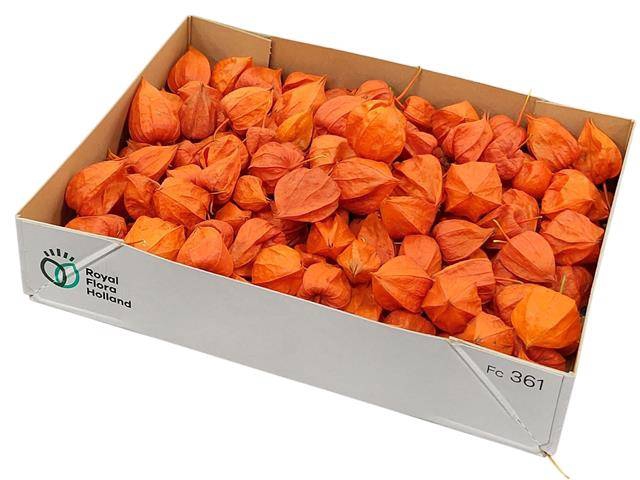 <h4>Physalis Los Lampion Dennis Koeijer</h4>