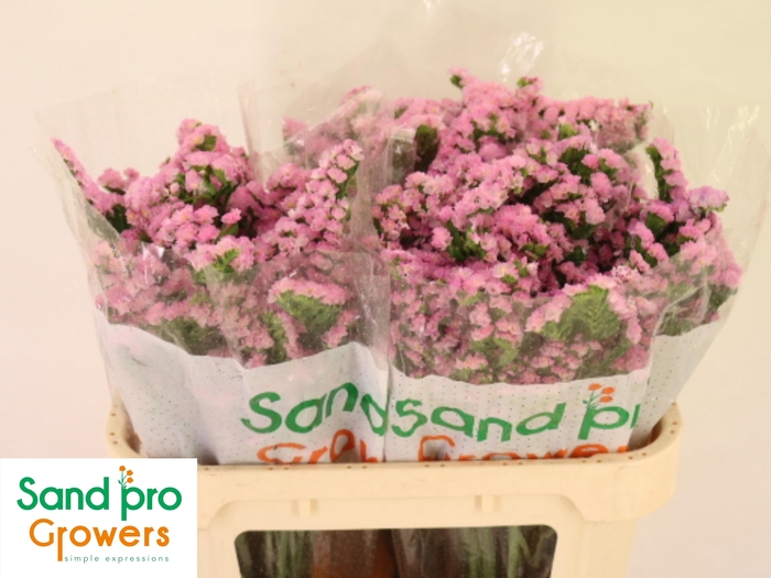 <h4>LIM S LUCIA PINK</h4>