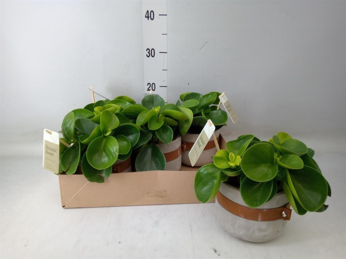 <h4>Peperomia obt. 'Green Gold'</h4>