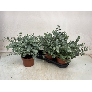 EUCAL GUNNII
