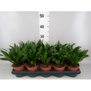 Dracaena frag. 'Compacta'