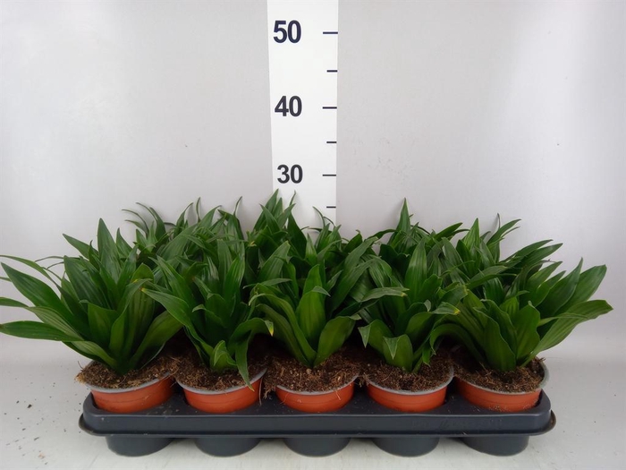 <h4>Dracaena frag. 'Compacta'</h4>