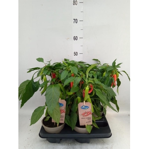 Capsicum annuum   ...peper