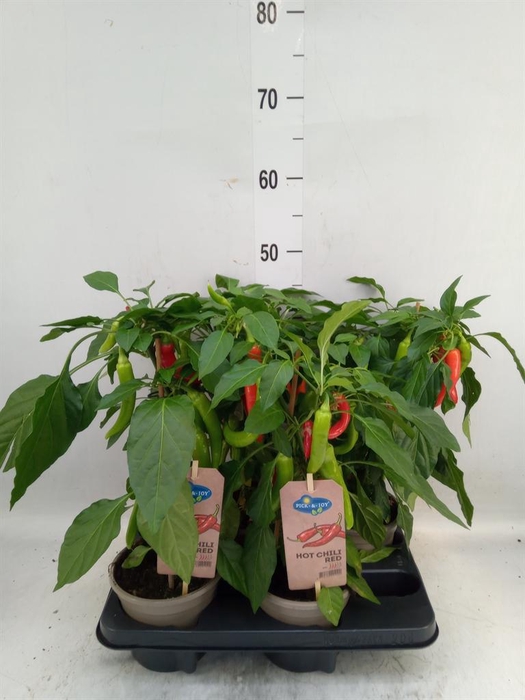 <h4>Capsicum annuum   ...peper</h4>