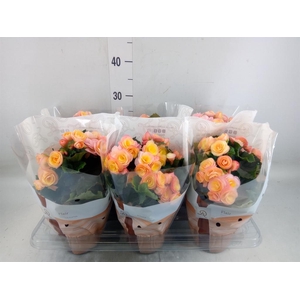 Begonia elat. DU 'Hailey Sunset'