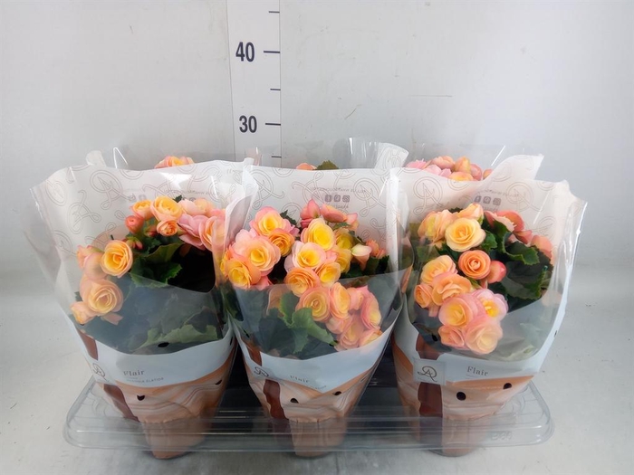 <h4>Begonia elat. DU 'Hailey Sunset'</h4>