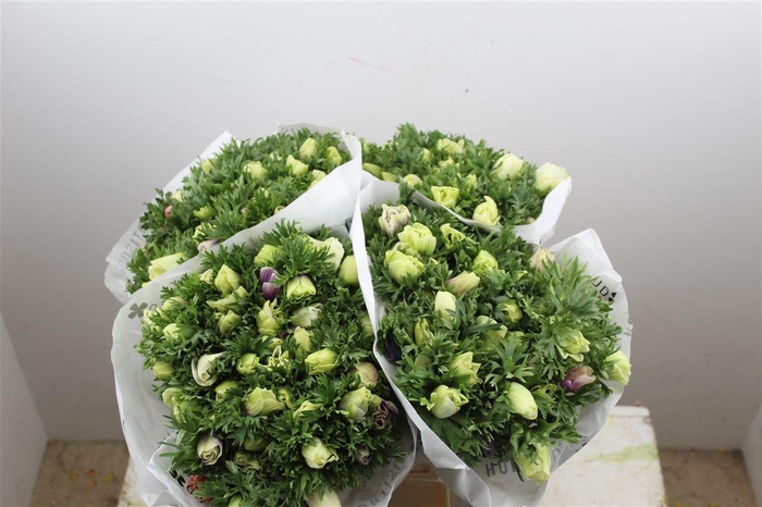 <h4>Anem Marianne Pastel</h4>