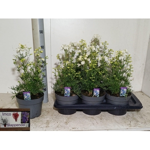 DELP GRANDIFLORUM