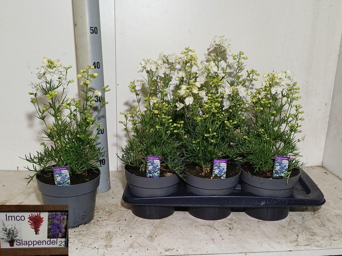 <h4>DELP GRANDIFLORUM</h4>