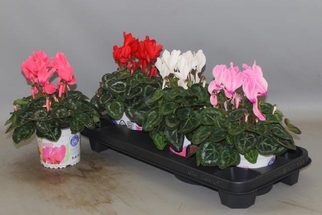 <h4>CYCL GR SUP XL</h4>