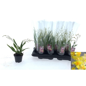 ONCIDIUM TWINKLE YELLOW 3+