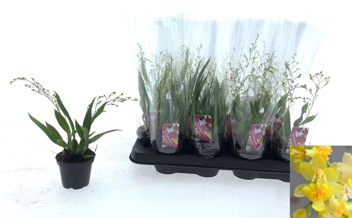 <h4>ONCIDIUM TWINKLE YELLOW 3+</h4>