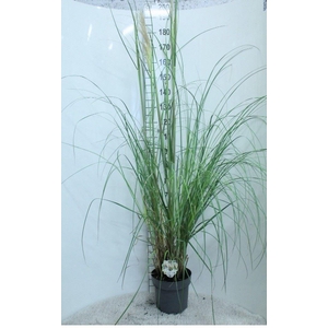 Cortaderia sell.