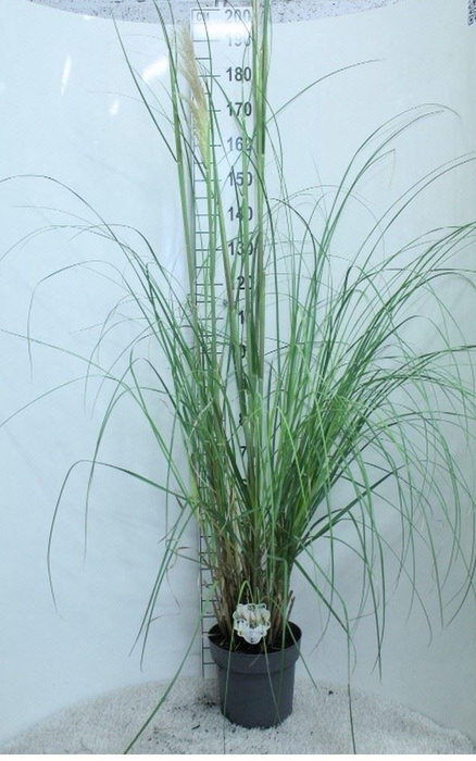 <h4>Cortaderia sell.</h4>