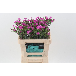 Di Lilliput Lavender