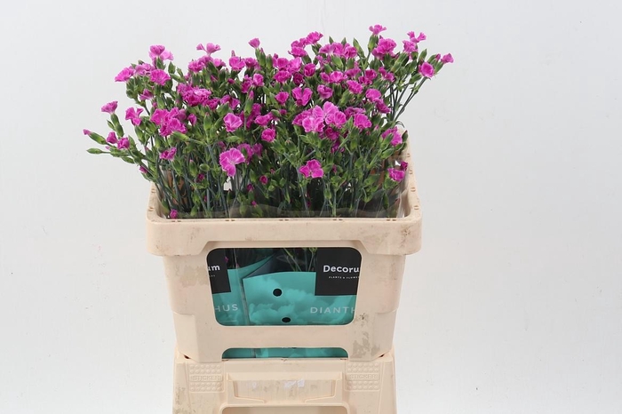 <h4>Di Lilliput Lavender</h4>