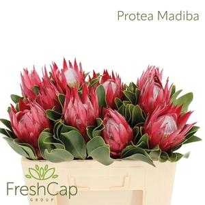 Protea cynaroides 'Madiba'