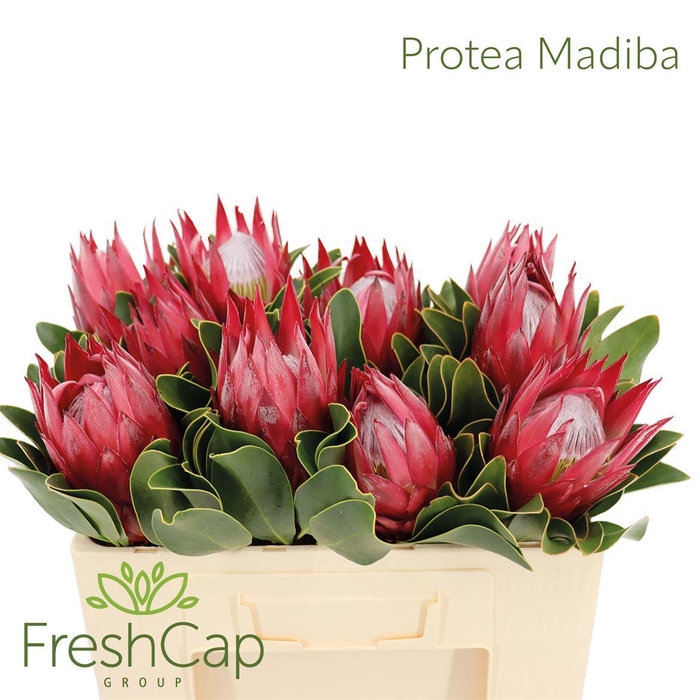 <h4>Protea cynaroides 'Madiba'</h4>