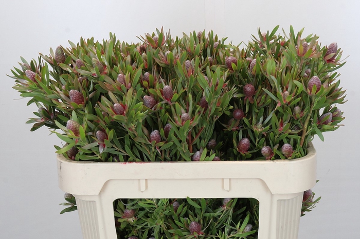 <h4>Leucadendron Ayoba Star Pearl</h4>