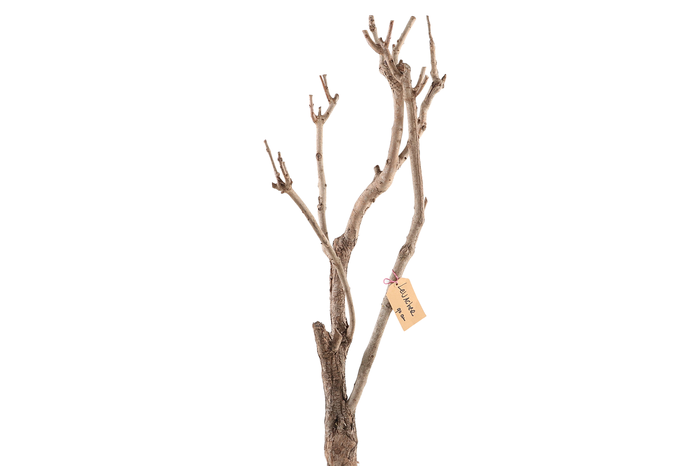 <h4>Syringa Branch Extra Langlois</h4>