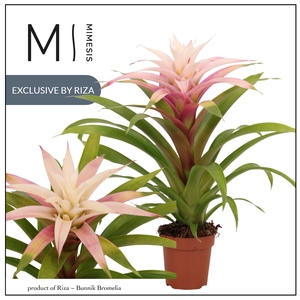 Guzmania