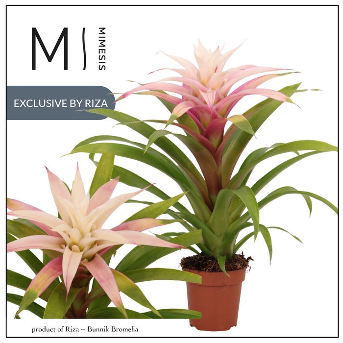 <h4>Guzmania</h4>
