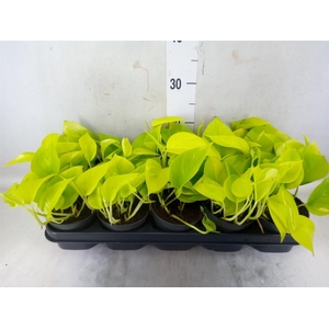 Epipremnum pinn. 'Golden Pothos'