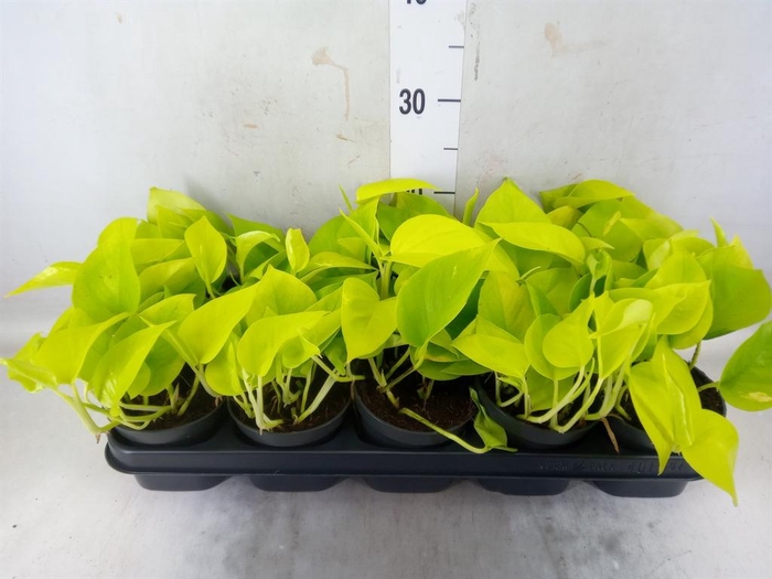 <h4>Epipremnum pinn. 'Golden Pothos'</h4>