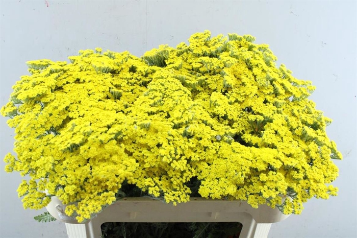<h4>Achillea F Moonshine</h4>
