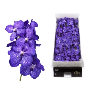 Vanda 16 tak Blue Magic