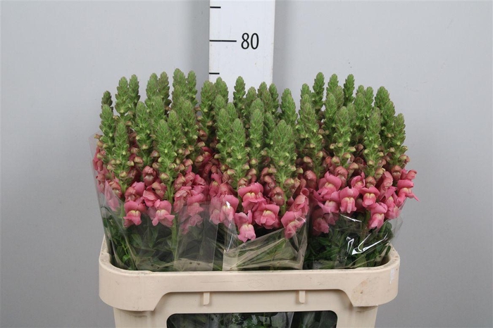 <h4>Antir Cool Rose</h4>