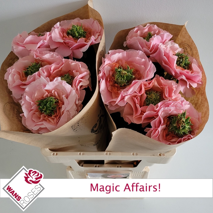 <h4>R GR MAGIC AFFAIRS!</h4>