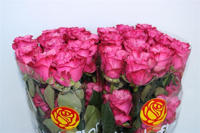 R GR COUNTRY BLUES Welyflor
