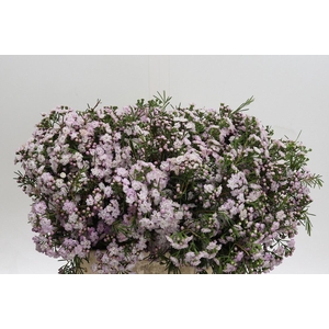 WAXFLOWER DANCING QUEEN CHAMELAUCIU