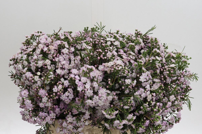 <h4>WAXFLOWER DANCING QUEEN CHAMELAUCIU</h4>