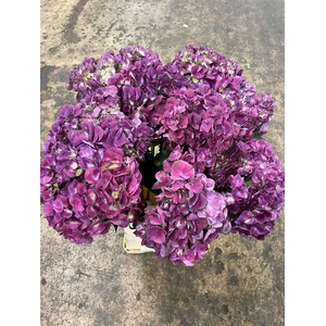 Hydr M Magical Trophy Paars