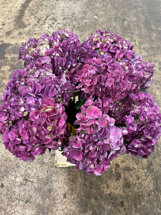 <h4>Hydr M Magical Trophy Paars</h4>