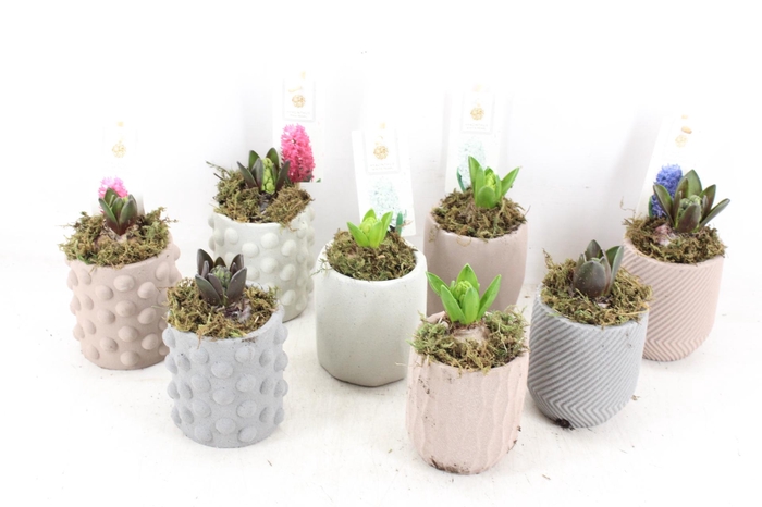 <h4>arr4 Hyacint FL - Ker. softly mix</h4>