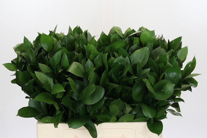 <h4>Ruscus Israel</h4>