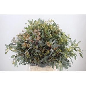 Euca Populus Berry 300gr P Bunch
