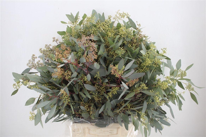 <h4>Euca Populus Berry 300gr P Bunch</h4>