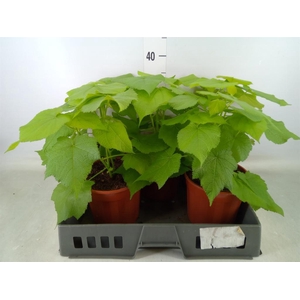 Sparrmannia africana