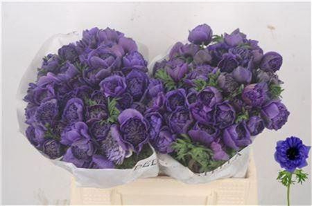 <h4>Anemone Levante Azzur</h4>