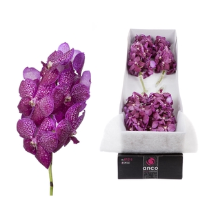 Vanda Magenta Glitter x 8