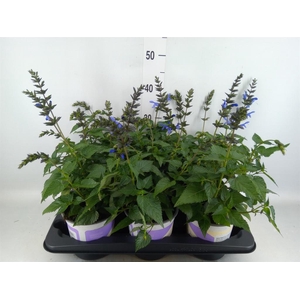 Salvia  'Salgoon Lake Como'