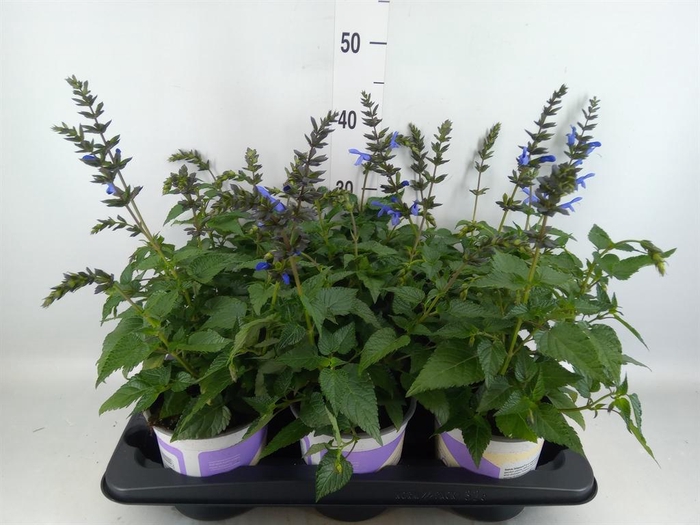 <h4>Salvia  'Salgoon Lake Como'</h4>
