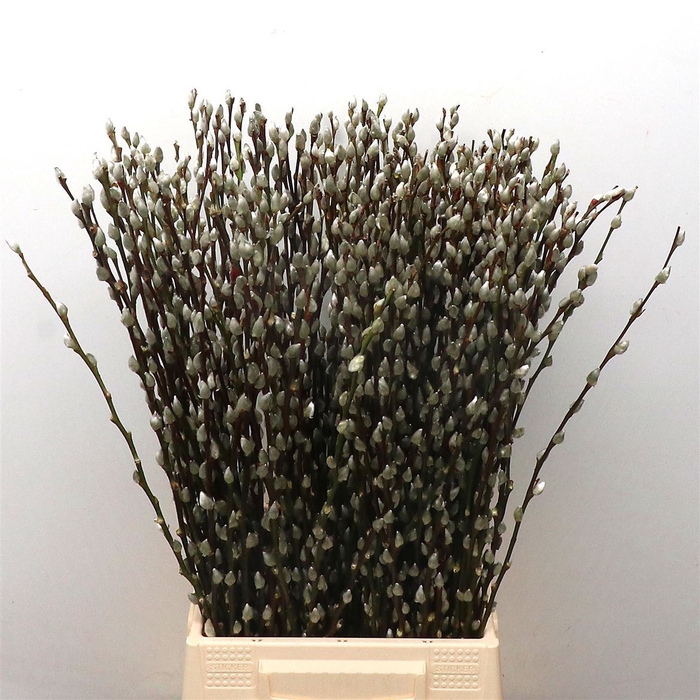 <h4>Salix caprea 'Snow Flake'</h4>